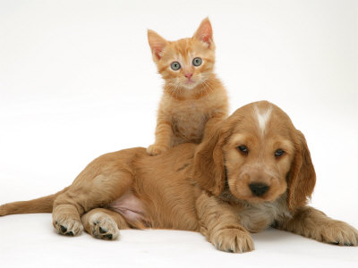 Kitten and Golden Retriever
